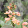 Náprstník 'Illumination Apricot' - Digitalis x hybrida 'Illumination Apricot'