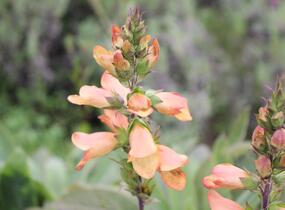 Náprstník 'Illumination Apricot' - Digitalis x hybrida 'Illumination Apricot'