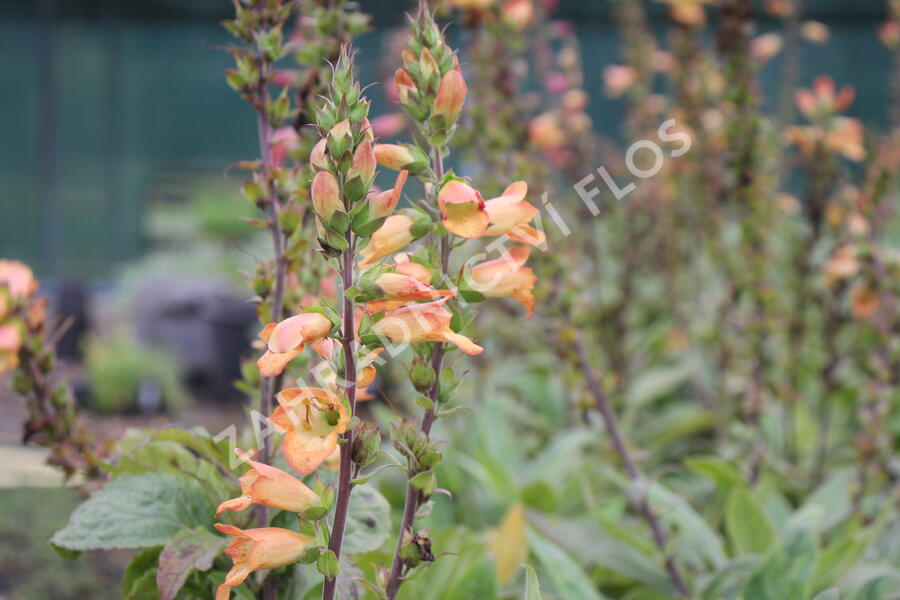Náprstník 'Illumination Apricot' - Digitalis x hybrida 'Illumination Apricot'