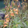 Náprstník 'Illumination Apricot' - Digitalis x hybrida 'Illumination Apricot'