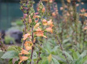 Náprstník 'Illumination Apricot' - Digitalis x hybrida 'Illumination Apricot'