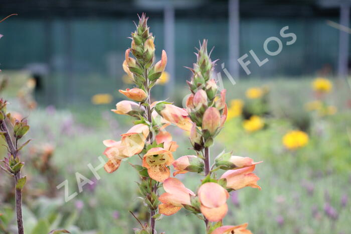 Náprstník 'Illumination Apricot' - Digitalis x hybrida 'Illumination Apricot'