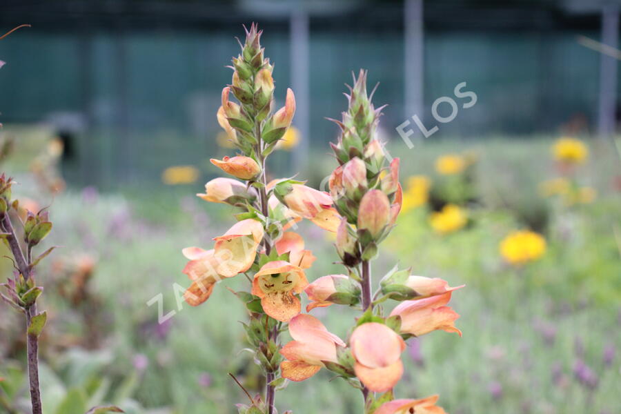 Náprstník 'Illumination Apricot' - Digitalis x hybrida 'Illumination Apricot'