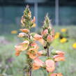 Náprstník 'Illumination Apricot' - Digitalis x hybrida 'Illumination Apricot'