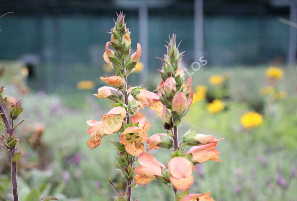 Náprstník 'Illumination Apricot' - Digitalis x hybrida 'Illumination Apricot'