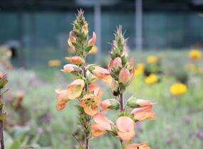 Náprstník 'Illumination Apricot' - Digitalis x hybrida 'Illumination Apricot'