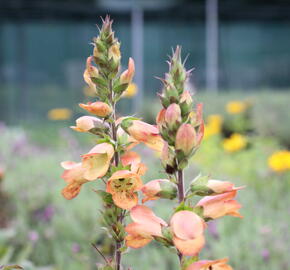 Náprstník 'Illumination Apricot' - Digitalis x hybrida 'Illumination Apricot'