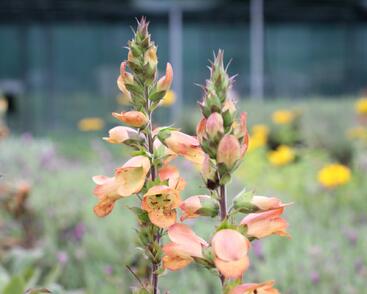 Náprstník 'Illumination Apricot'
