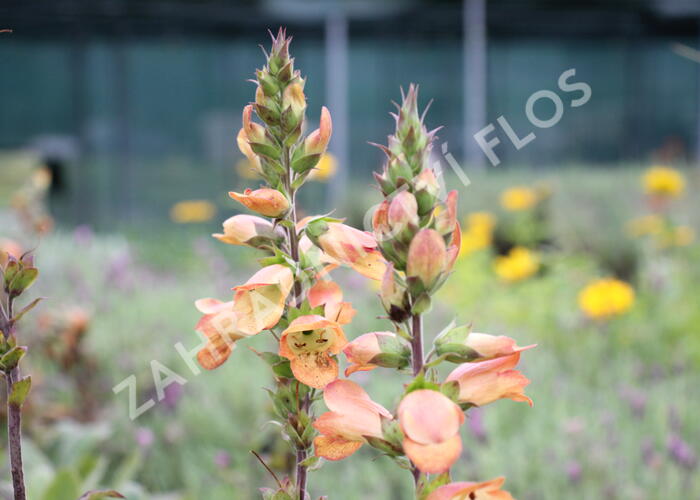Náprstník 'Illumination Apricot' - Digitalis x hybrida 'Illumination Apricot'