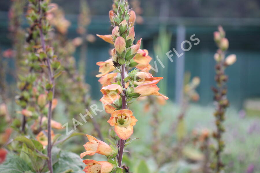 Náprstník 'Illumination Apricot' - Digitalis x hybrida 'Illumination Apricot'