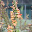 Náprstník 'Illumination Apricot' - Digitalis x hybrida 'Illumination Apricot'