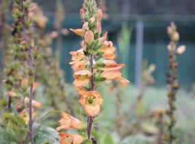 Náprstník 'Illumination Apricot' - Digitalis x hybrida 'Illumination Apricot'