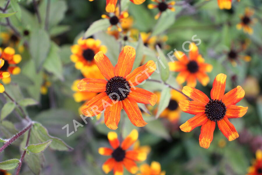 Třapatka 'Prairie Glow' - Rudbeckia triloba 'Prairie Glow'