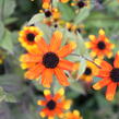 Třapatka 'Prairie Glow' - Rudbeckia triloba 'Prairie Glow'