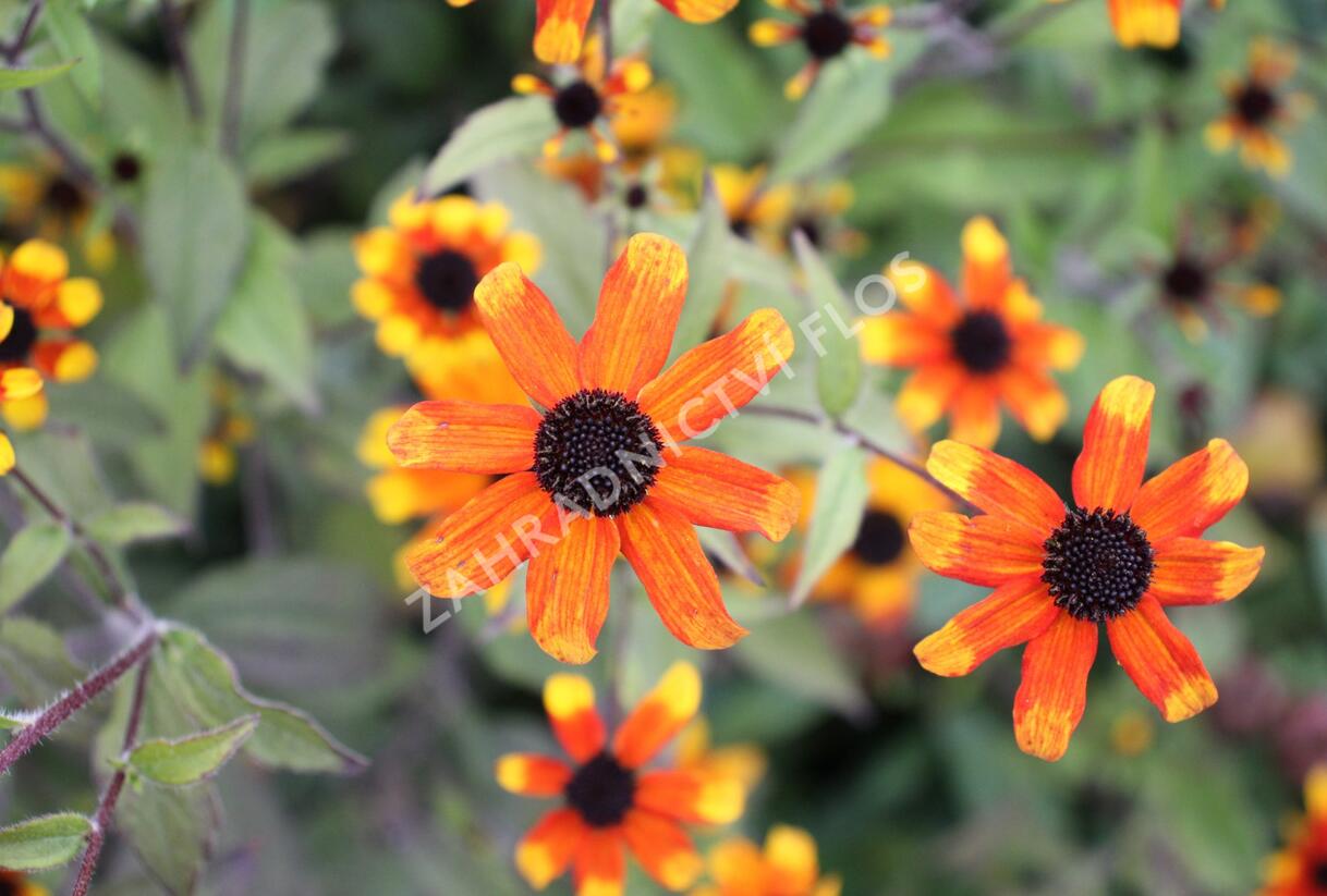 Třapatka 'Prairie Glow' - Rudbeckia triloba 'Prairie Glow'
