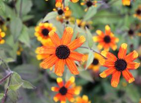 Třapatka 'Prairie Glow' - Rudbeckia triloba 'Prairie Glow'