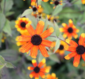 Třapatka 'Prairie Glow' - Rudbeckia triloba 'Prairie Glow'