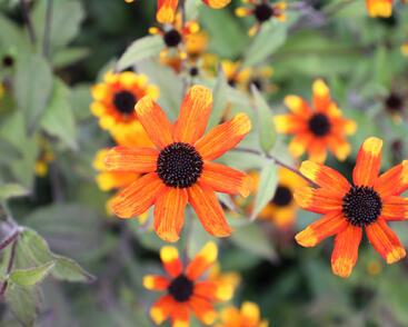 Třapatka 'Prairie Glow'