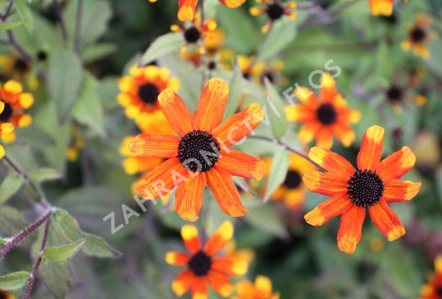 Třapatka 'Prairie Glow' - Rudbeckia triloba 'Prairie Glow'