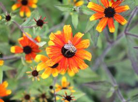 Třapatka 'Prairie Glow' - Rudbeckia triloba 'Prairie Glow'