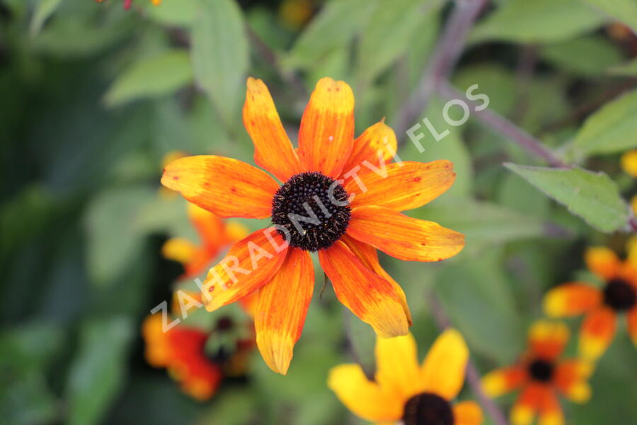 Třapatka 'Prairie Glow' - Rudbeckia triloba 'Prairie Glow'