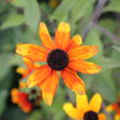 Třapatka 'Prairie Glow' - Rudbeckia triloba 'Prairie Glow'