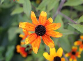 Třapatka 'Prairie Glow' - Rudbeckia triloba 'Prairie Glow'