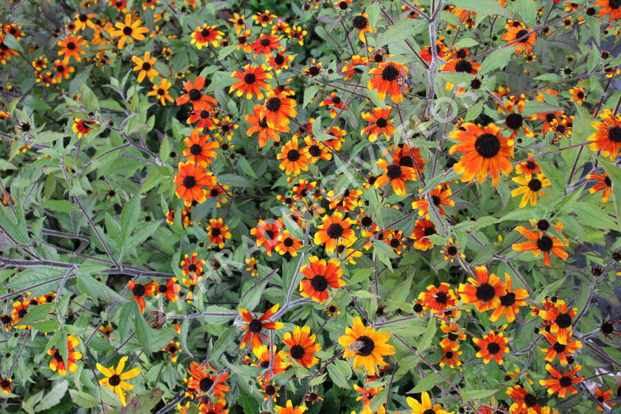 Třapatka 'Prairie Glow' - Rudbeckia triloba 'Prairie Glow'