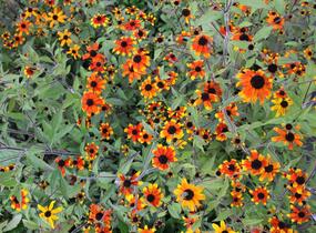 Třapatka 'Prairie Glow' - Rudbeckia triloba 'Prairie Glow'