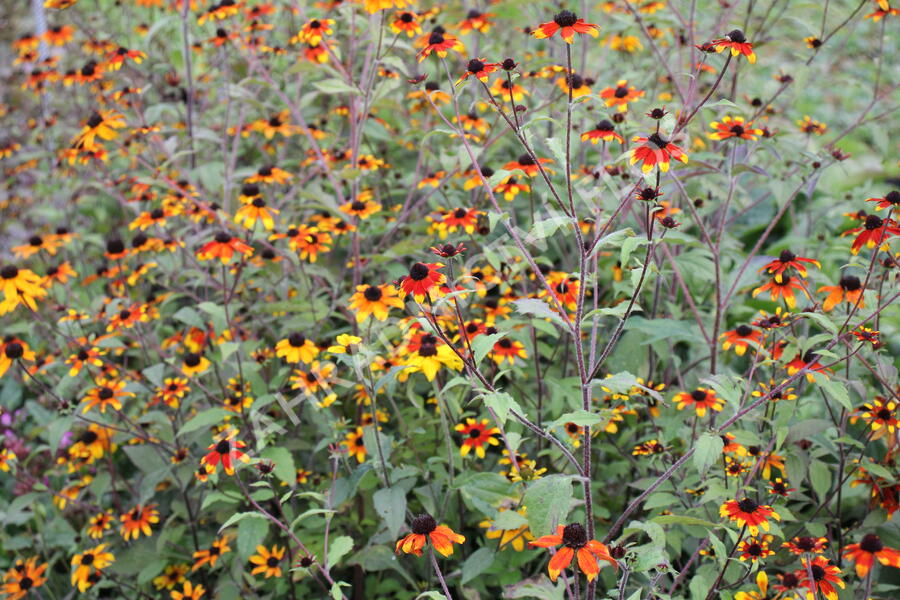 Třapatka 'Prairie Glow' - Rudbeckia triloba 'Prairie Glow'