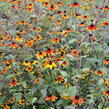 Třapatka 'Prairie Glow' - Rudbeckia triloba 'Prairie Glow'