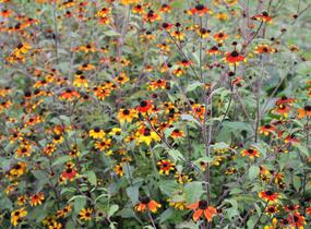 Třapatka 'Prairie Glow' - Rudbeckia triloba 'Prairie Glow'