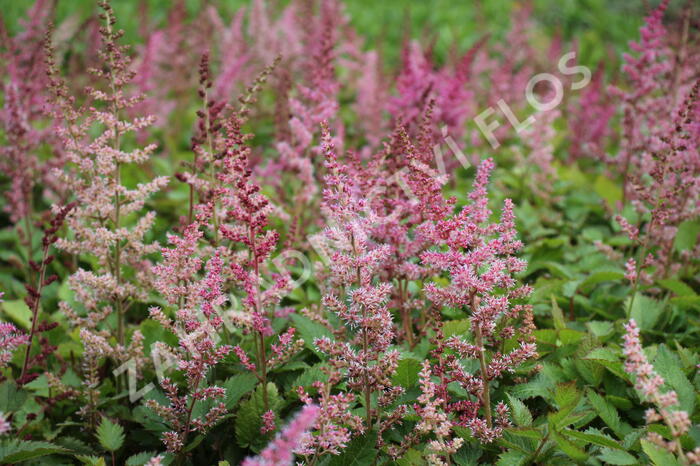 Čechrava čínská 'Veronica Klose' - Astilbe chinensis 'Veronica Klose'