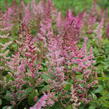 Čechrava čínská 'Veronica Klose' - Astilbe chinensis 'Veronica Klose'