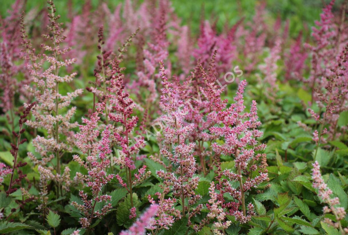 Čechrava čínská 'Veronica Klose' - Astilbe chinensis 'Veronica Klose'