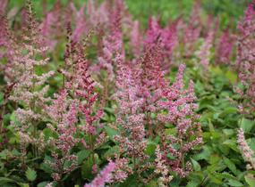 Čechrava čínská 'Veronica Klose' - Astilbe chinensis 'Veronica Klose'