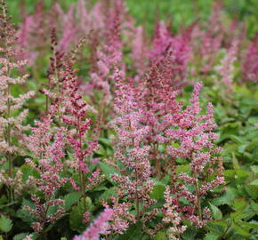 Čechrava čínská 'Veronica Klose' - Astilbe chinensis 'Veronica Klose'