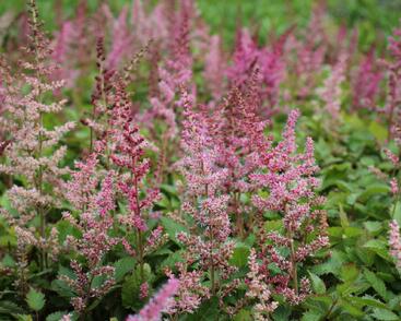 Čechrava čínská 'Veronica Klose'