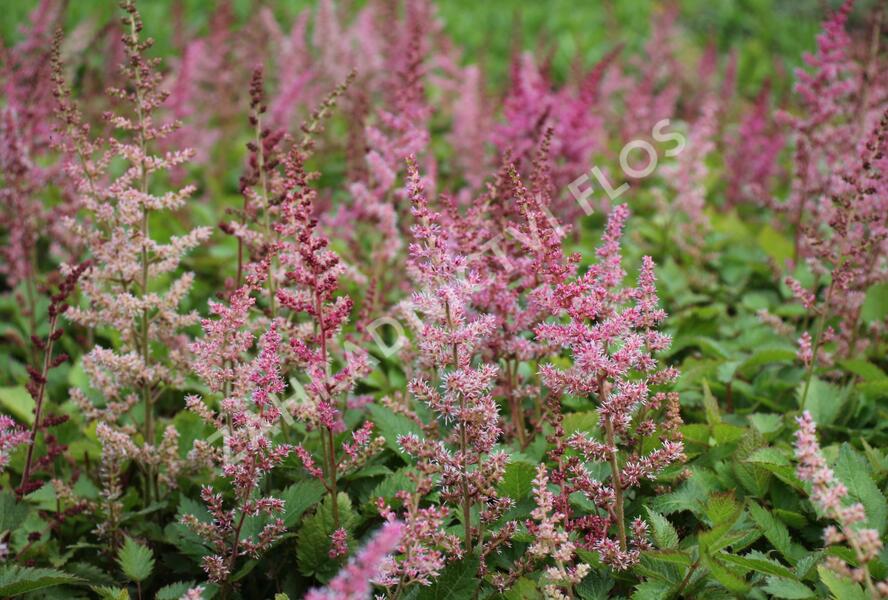 Čechrava čínská 'Veronica Klose' - Astilbe chinensis 'Veronica Klose'
