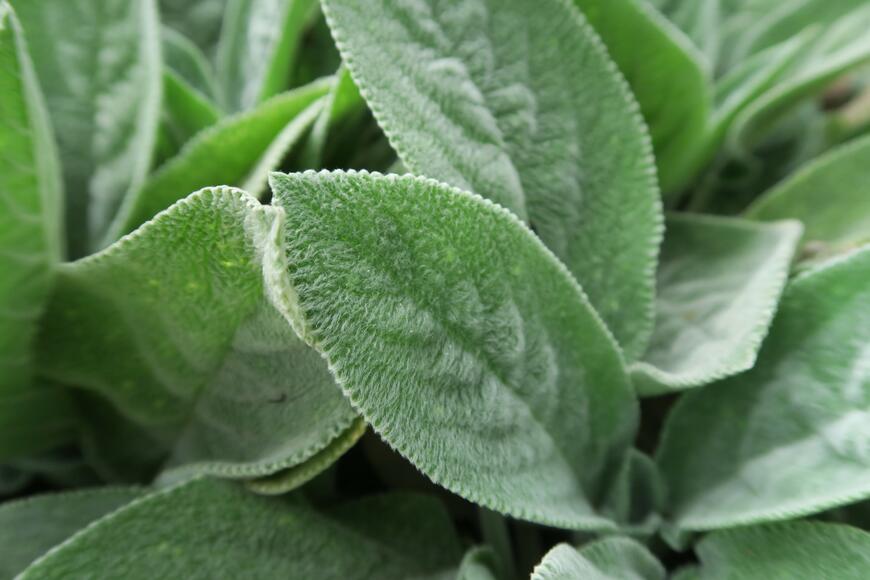 Stachys byzantina ''Cotton Ball'' (2)