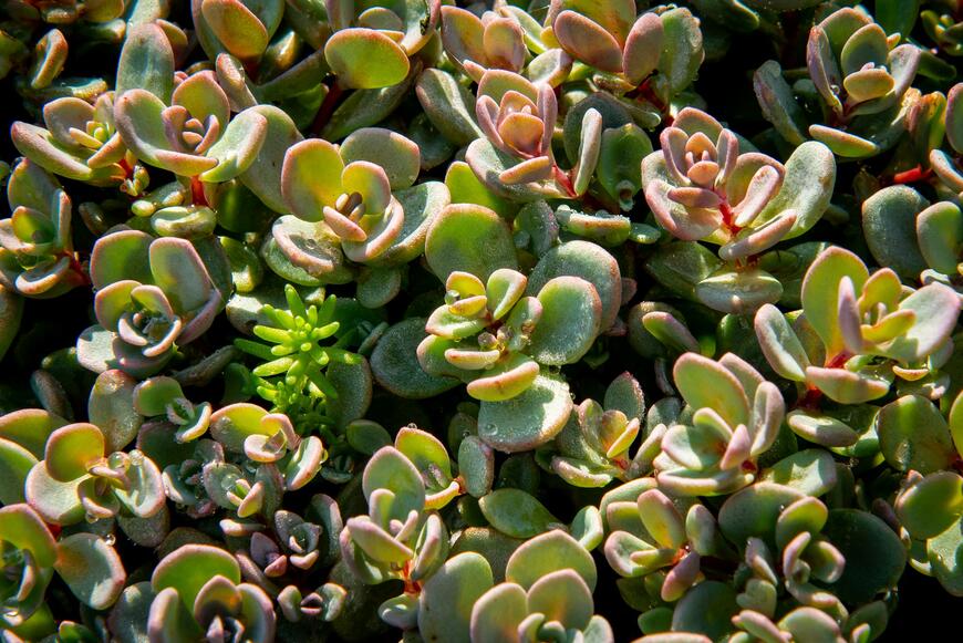 Sedum pluricaule 'Sachalin'_03