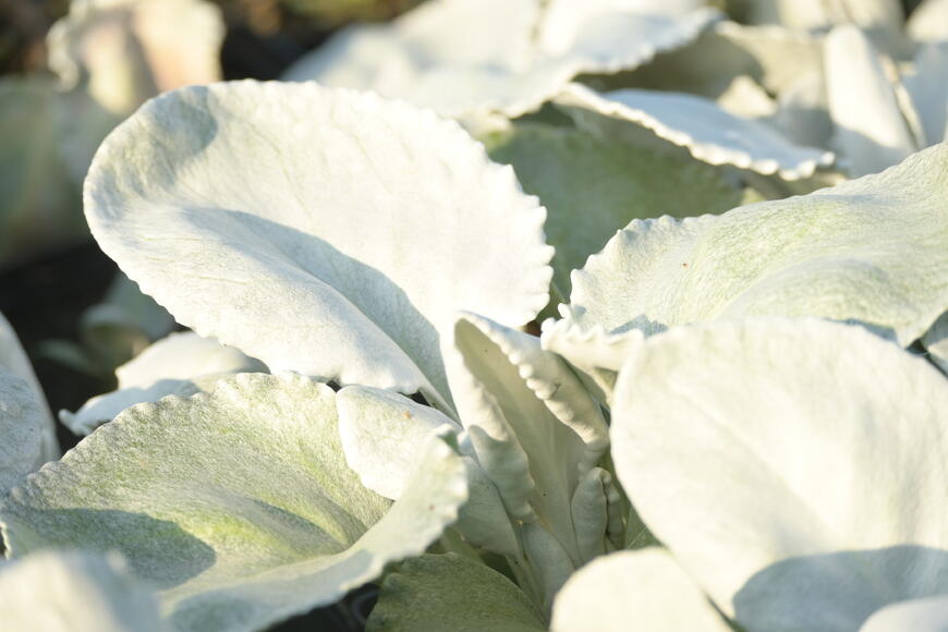 Senecio candidans ''Angel Wings''_1