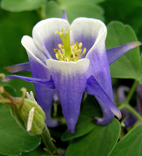 Orlíček obecný 'Winky Blue-White' - Aquilegia vulgaris 'Winky Blue-White'