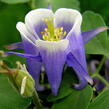 Orlíček obecný 'Winky Blue-White' - Aquilegia vulgaris 'Winky Blue-White'