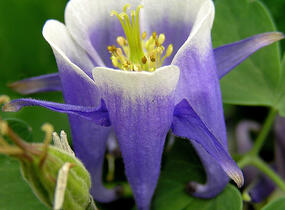 Orlíček obecný 'Winky Blue-White' - Aquilegia vulgaris 'Winky Blue-White'