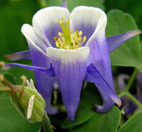 Orlíček obecný 'Winky Blue-White' - Aquilegia vulgaris 'Winky Blue-White'