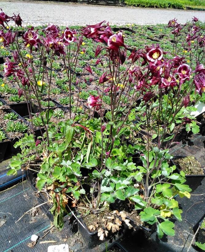 Orlíček obecný 'Winky Red-White' - Aquilegia vulgaris 'Winky Red-White'