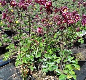 Orlíček obecný 'Winky Red-White' - Aquilegia vulgaris 'Winky Red-White'