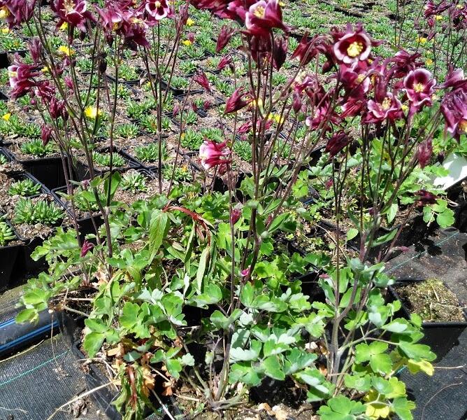 Orlíček obecný 'Winky Red-White' - Aquilegia vulgaris 'Winky Red-White'