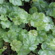 Dlužicha 'Tokyo' - Heuchera hybrida 'Tokyo'